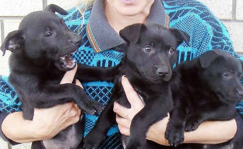 Warwick Animal Welfare volunteer Ethel Thorne and the three puppies available for adoption after being dumped in a Killarney front yard last week. Warwick Animal Welfare volunteer Ethel Thorne and the three puppies available for adoption after being dumped in a Killarney front yard last week.